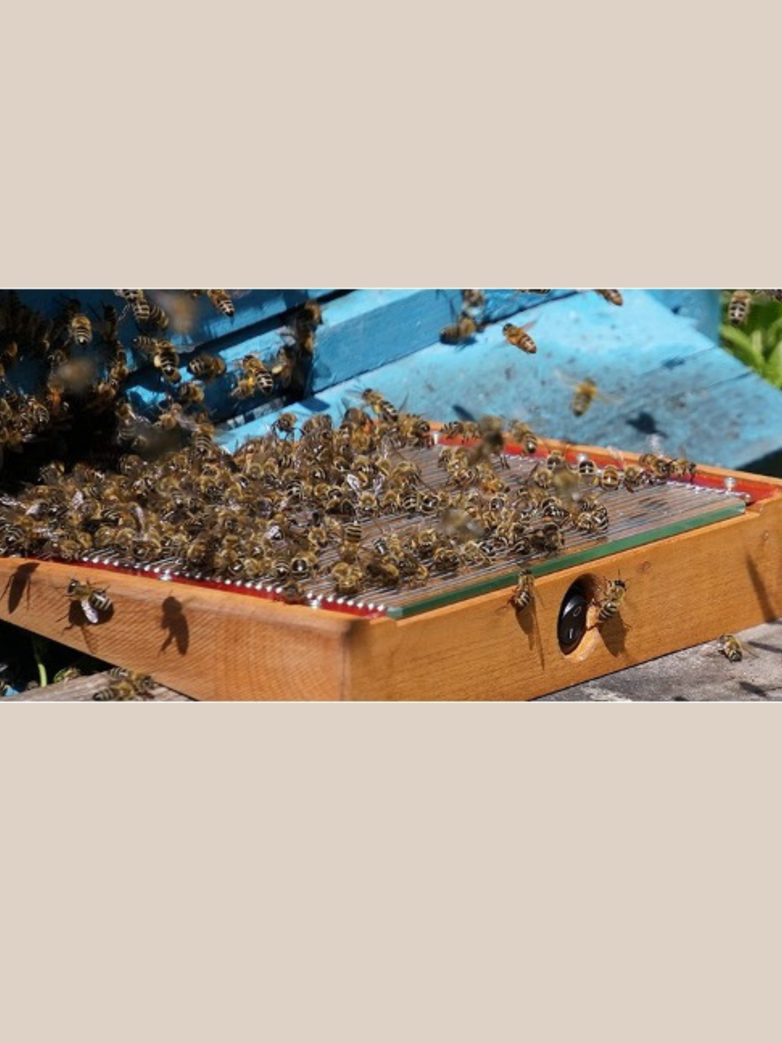 Bienengiftpulver, natürlich, rein