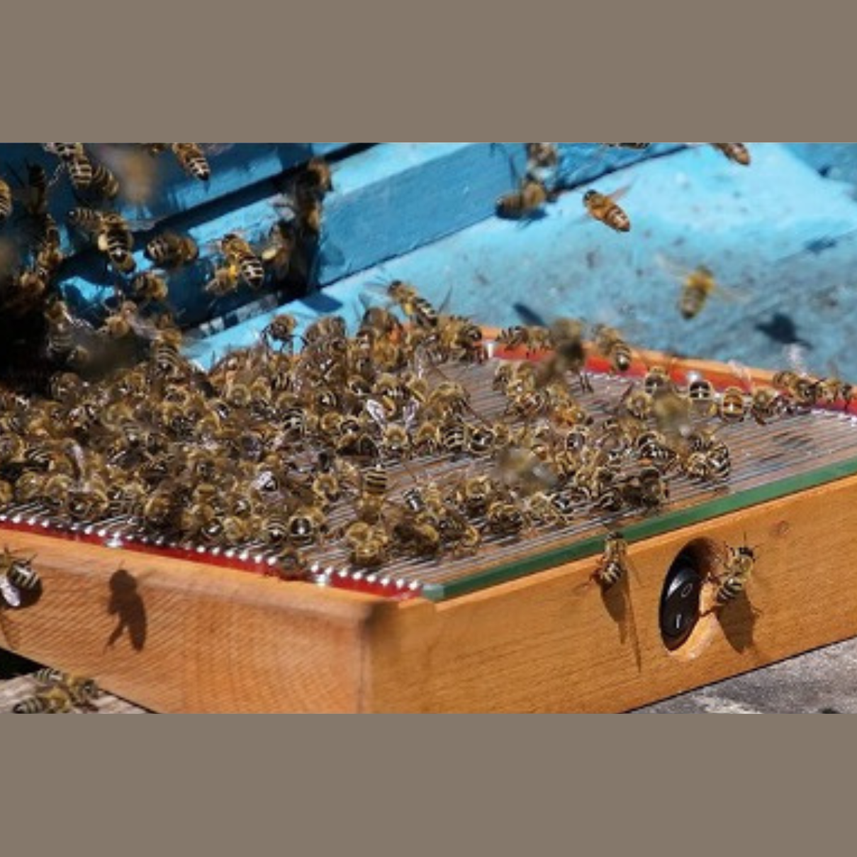 Bienenschonende Gewinnung von Bienengift, Sammelplatte